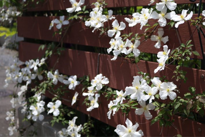 白いレースの首飾り - my small garden~sugar plum~