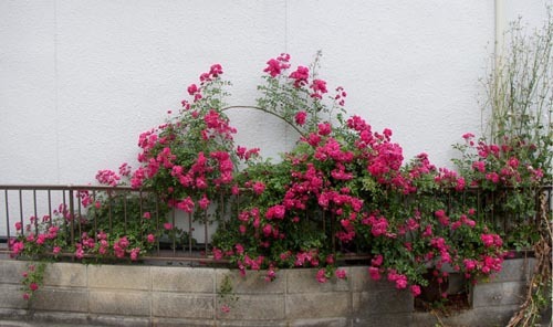 ●「蔓薔薇の アーチ重ねて 青海波 天につなぐや 花と棘とで」 - ゆうゆうゆうぜん歩録（美術や音楽、夢現雑記などの六味感想戀態思惑ブログ）