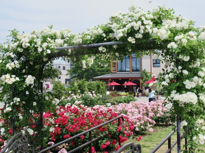 バラが咲き乱れる海沿いの別天地。──「ヴェルニー公園」@横須賀 - Welcome to Koro's Garden！