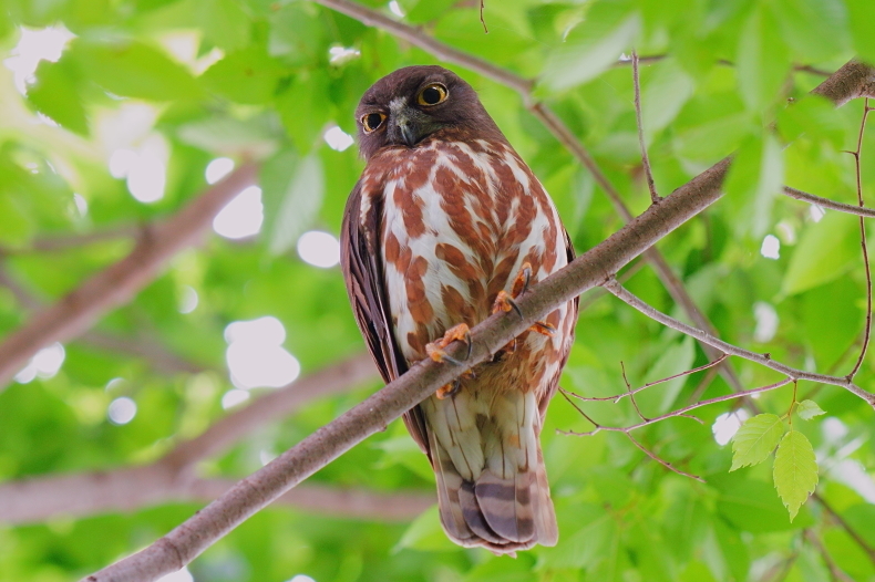 アオバズクとツミと月命日_d0382609_11545368.jpg