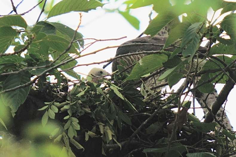 アオバズクとツミと月命日_d0382609_12110269.jpg