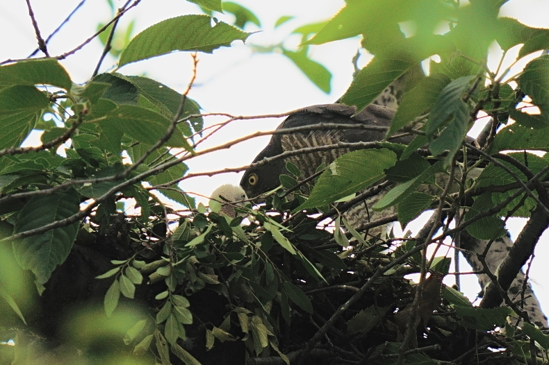 アオバズクとツミと月命日_d0382609_12120751.jpg