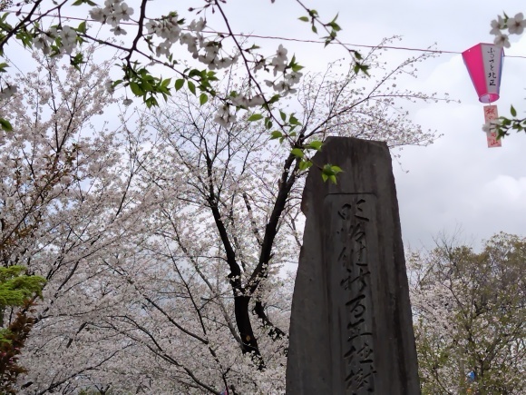 2024年　飛鳥山の桜_f0339492_11590549.jpg