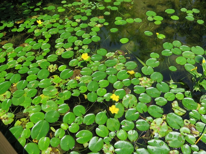 水生植物_c0192215_18321110.jpg