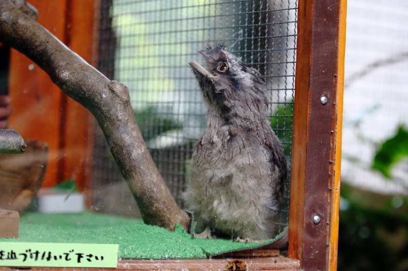 動物園のガマグチヨタカ幼鳥_e0385660_13140065.jpg