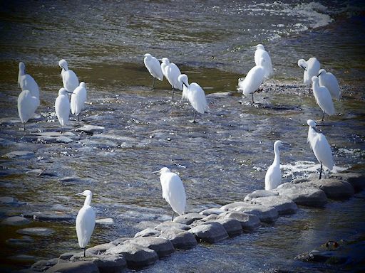 鴨川（かもがわ）散歩写真_c0191967_06450184.jpg