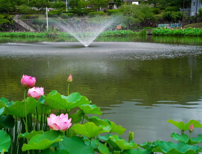 朝霧の中の蓮 : 光をあつめて