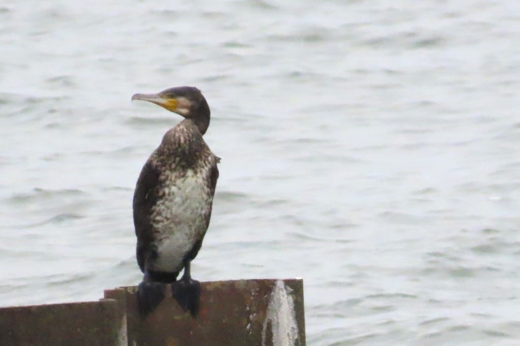 霞ケ浦の公園で出会った鳥たち_b0236251_20202397.jpg