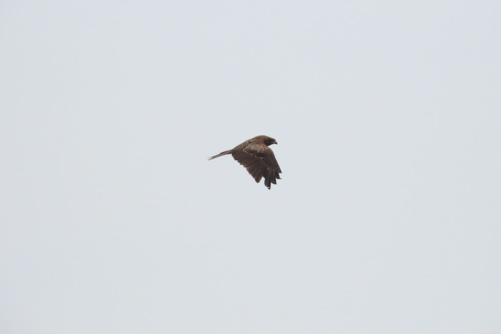 霞ケ浦の公園で出会った鳥たち_b0236251_20232572.jpg