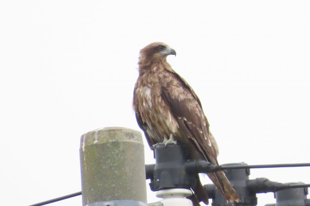 霞ケ浦の公園で出会った鳥たち_b0236251_20250645.jpg