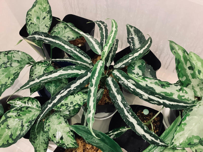 Aglaonema pictum A “雷切”【LA0914-3ss】 : ～雪国アグラの育成日記～