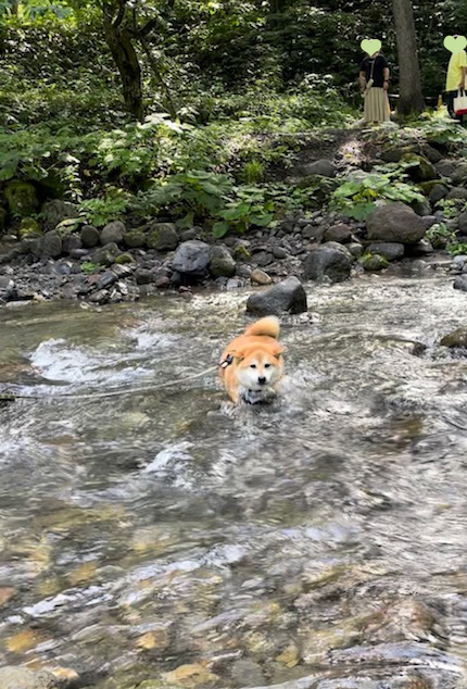 高山合宿・兄弟夫婦の旅　その３　快進撃編！！_a0232774_11272485.jpg