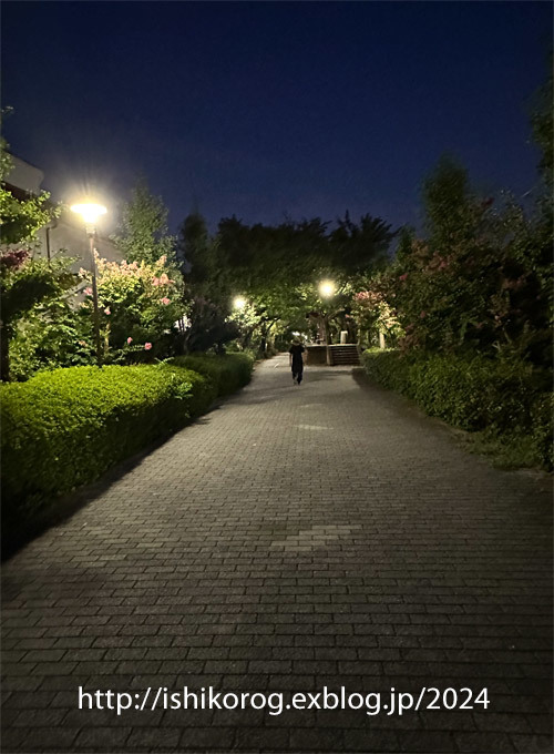 夕暮れ時のサルスベリ・緑道公園_a0223379_13365497.jpg