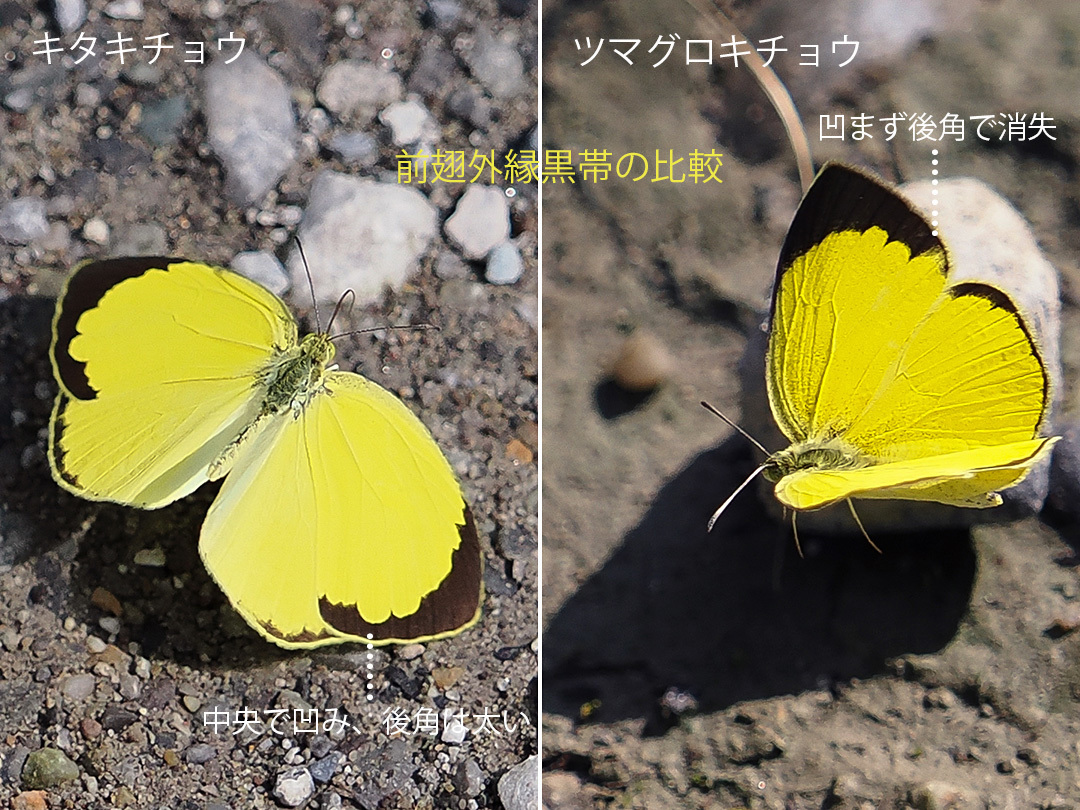 ホシボシキチョウ キチョウ キタキチョウ ツマグロキチョウ ツマキチョウ スジボゾヤマキチョウ モンキチョウ 蝶 標本 - ペット用品