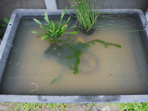 アライグマに荒らされた (一一