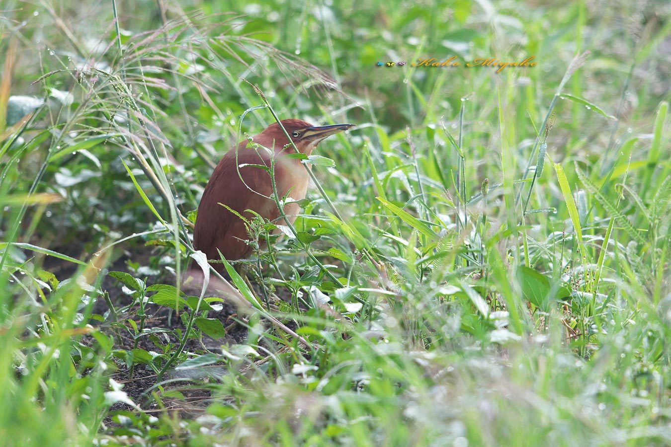 リュウキュウヨシゴイ（Cinnamon bittern）ヨシゴイ（Chinese little bittern）_d0013455_10033617.jpg