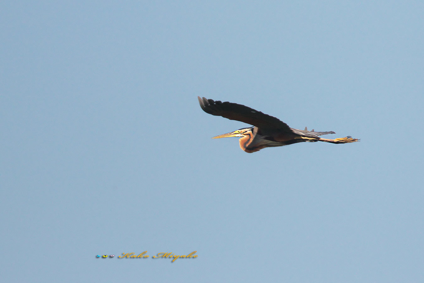 カワセミ（Common Kingfisher）アオサギ（ heron）ムラサキサギ（Purple Heron）_d0013455_12201125.jpg