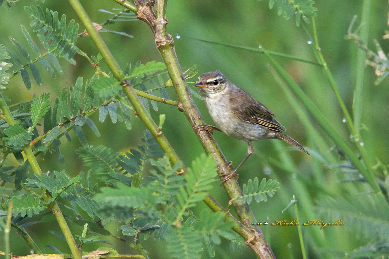 コムシクイ（Arctic Warbler）_d0013455_12222340.jpg