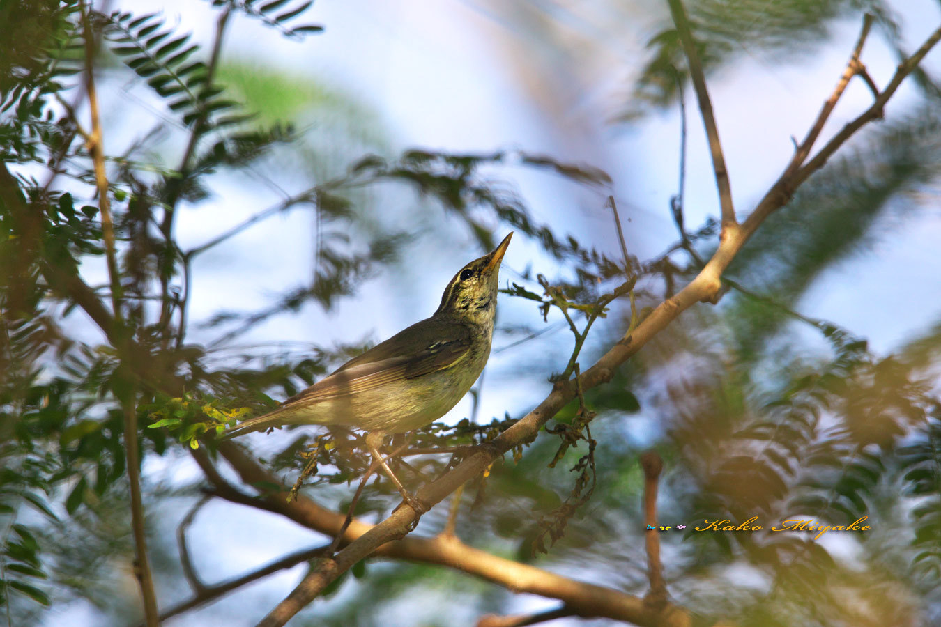 コムシクイ（Arctic Warbler）_d0013455_12223509.jpg