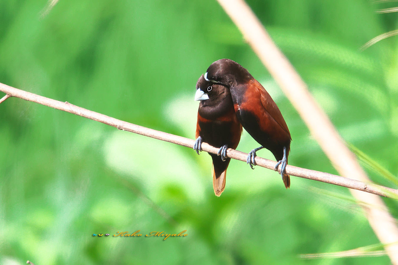 オオリュウキュウガモ（Wandering Whistling Duck）ズアカオオセッカ（Tawny Grassbird ）キンパラ（Chestnut Munia ）_d0013455_12464115.jpg