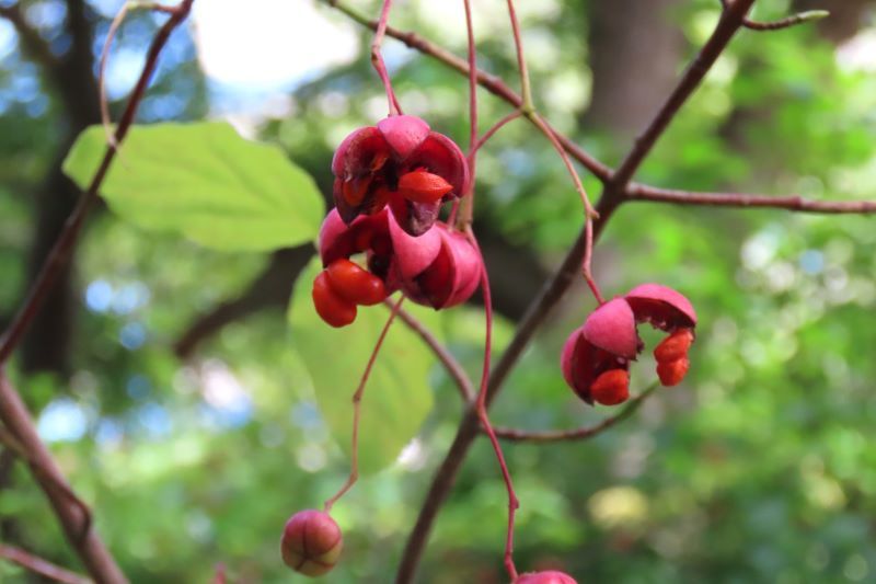 秋を探しに･･････　北大植物園_f0362073_17163170.jpg