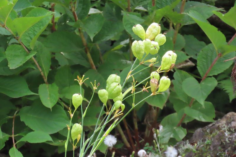 秋を探しに･･････　北大植物園_f0362073_17164121.jpg