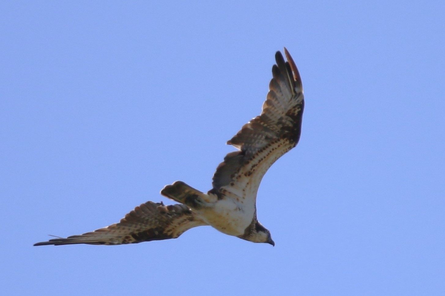 ★強風でした…ちょこっと野鳥情報！（2024.09.14~15） - 葛西臨海公園・鳥類園Ⅱ