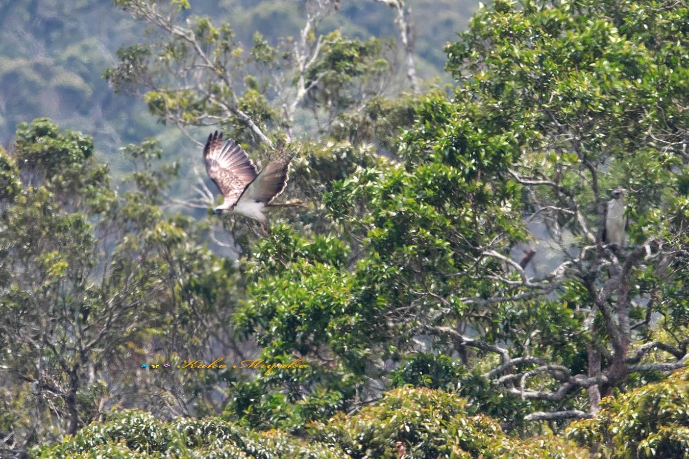 フィリピンワシ（Philippine Eagle）_d0013455_15460059.jpg