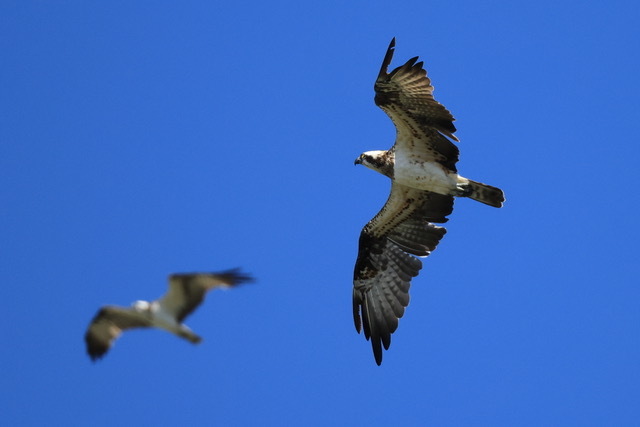 ★ノスリやオオタカが飛来！先週末の鳥類園（2024.9.14～16） - 葛西臨海公園・鳥類園Ⅱ