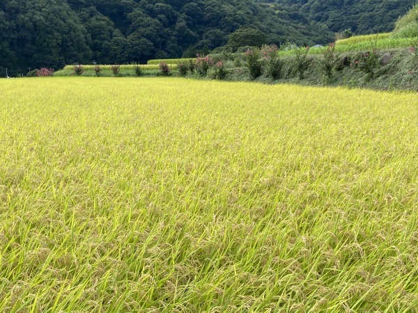 秋の実りと秋の日本酒_a0351368_22485587.jpg