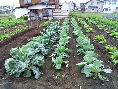 9/27　新しい苺に液肥をくれて　キャベツ・白菜の虫を見て_a0392786_07530381.jpg