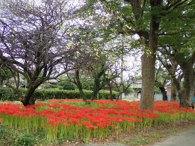 曼殊沙華_f0103534_05494983.jpg