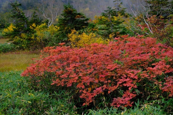 栂池自然園の紅葉_a0351368_09593020.jpg