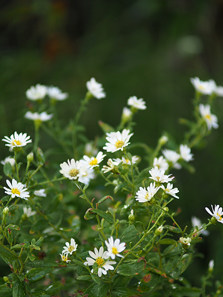 箱根菊（ハコネギク）_a0067758_13551299.jpg