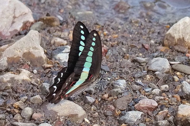 小畔川便り（アゲハチョウの吸水-12:2024/09/04-06）_f0031682_10140823.jpg