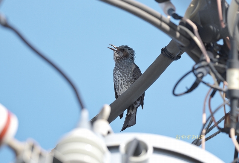 『よく鳴きました」_e0361216_16290854.jpg