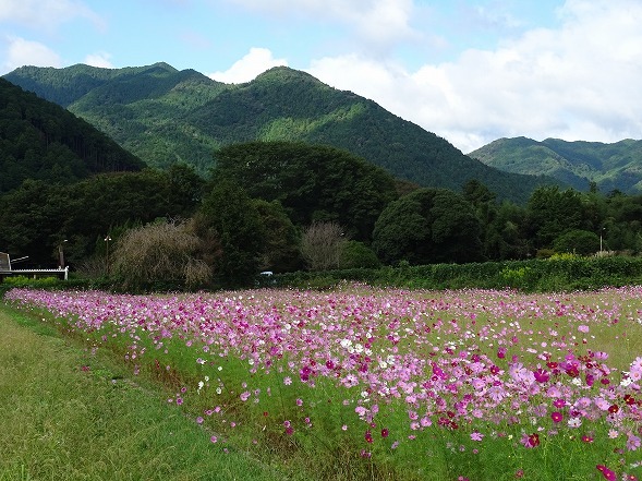 丹波清住コスモス園_b0299042_19582838.jpg