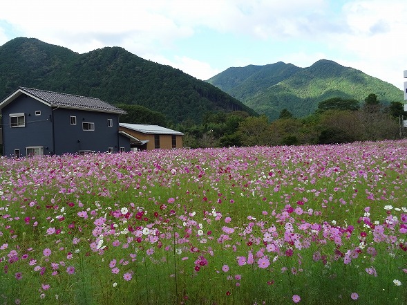 丹波清住コスモス園_b0299042_19583881.jpg