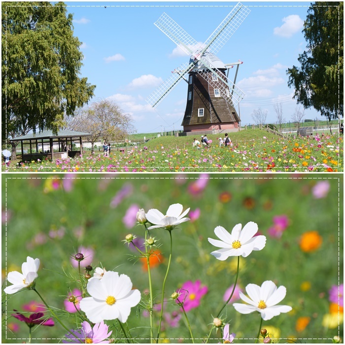 あけぼの山公園のコスモス咲いています♥(^_^)♥_b0364186_13104334.jpg