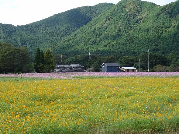 丹波清住コスモス園のキバナコスモス_b0299042_19102471.jpg