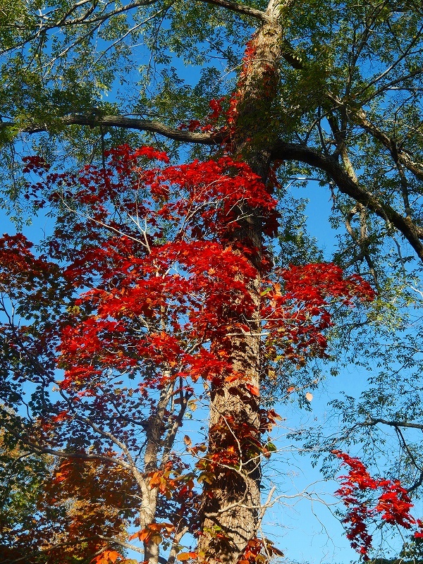 支笏湖休暇村の紅葉、2024.10.13_f0138096_18204565.jpg