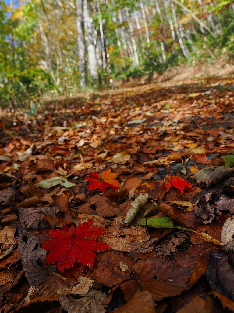 紅葉の紋別岳（190回目）、2024.10.16_f0138096_18352236.jpg