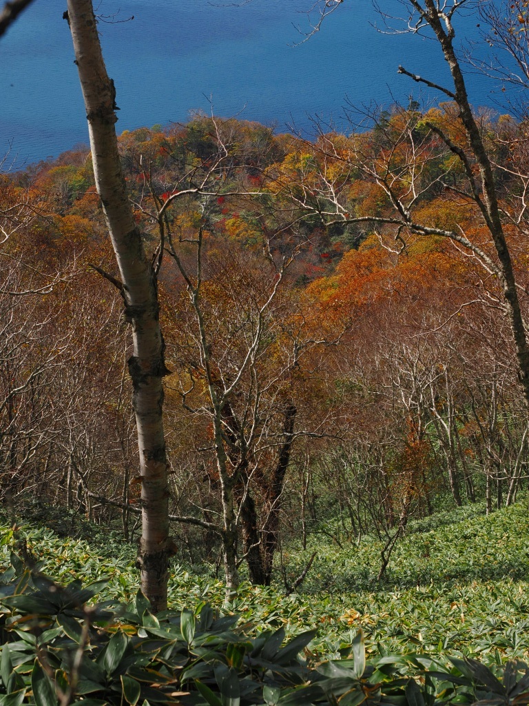 紅葉の紋別岳（190回目）、2024.10.16_f0138096_18374945.jpg