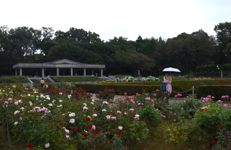 神代植物公園にて_a0133484_08470842.jpg