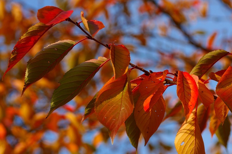 晩秋の紅葉_f0155477_10513911.jpg