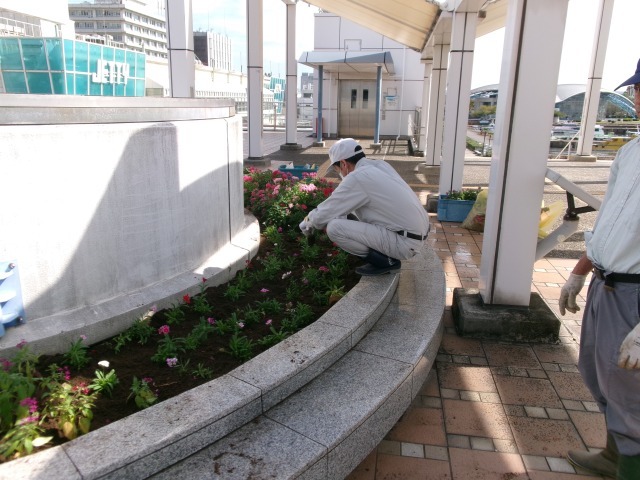 名古屋港水族館前花壇の植栽R6.10.21_d0338682_07403013.jpg