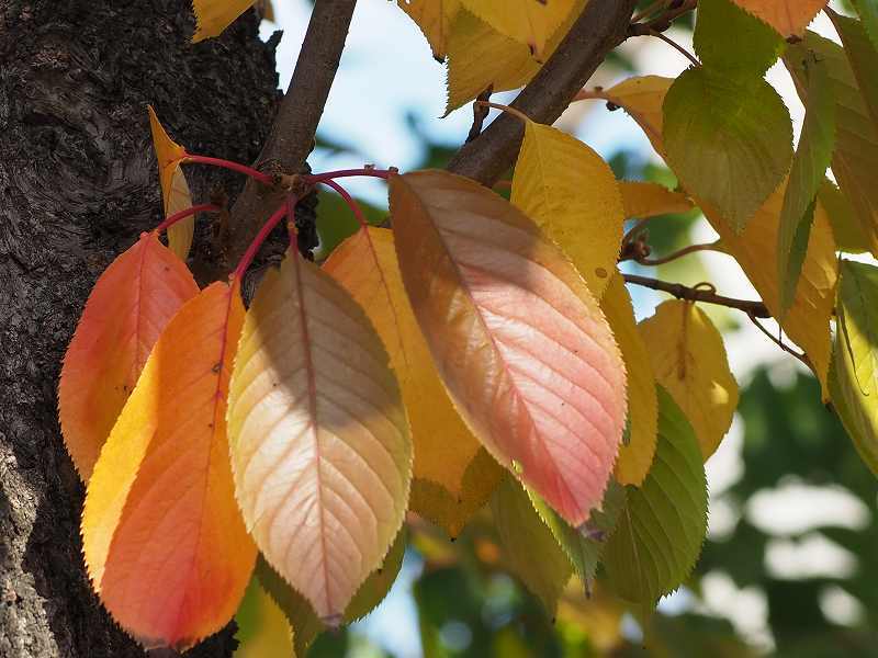 農試公園の紅葉　１０月２９日_e0379641_18445837.jpg