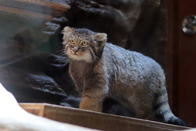 隙あらば奇襲！マヌルネコ兄妹「フィーガ＆アブリコース」とプリームラ母さん（上野動物園） : 続々・動物園ありマス。