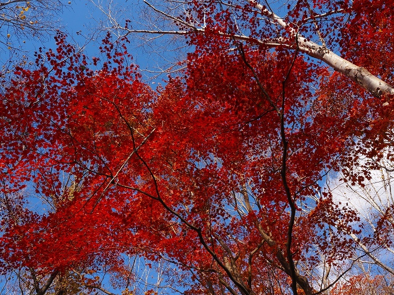 紅葉の紋別岳（191回目）、2024.10.31_f0138096_16102598.jpg