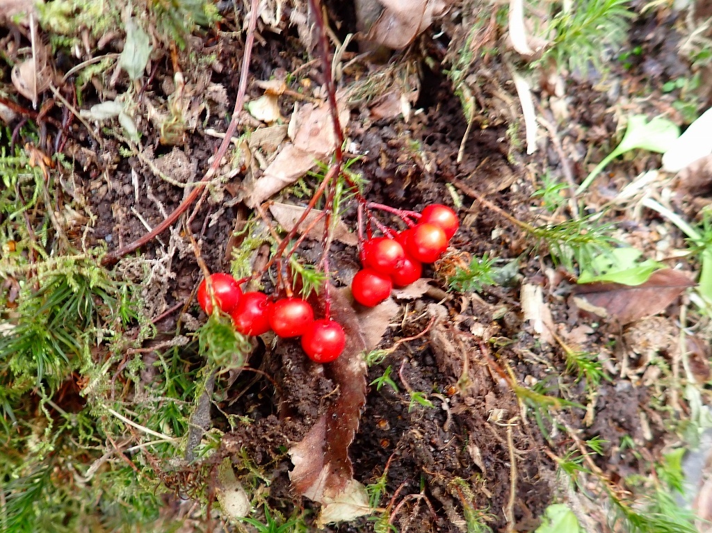 紅葉は終わりの風不死岳（226回目）、2024.11.3_f0138096_20552145.jpg